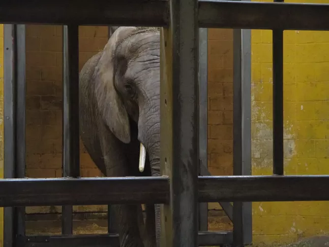 Elephant in Pittsburgh Zoo enclosure - PHOTO: COURTESY OF IN DEFENSE OF ANIMALS