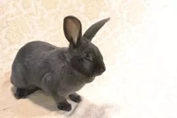 Aphrodite is a 2-year-old Shorthair rabbit currently available for adoption through Animal Friends. She has a dynamic personality and can be a little strong-willed at times!