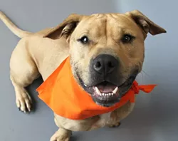 Champ is a 2-year-old American Staffordshire Terrier who is currently available for adoption at Western Pa. Humane Society. He would make a great running partner and needs a super-active family in a home with teens/adults only.