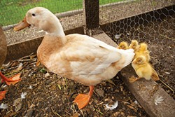 Noble-Choder's Indian Runner duck and its ducklings - PHOTO BY HEATHER MULL