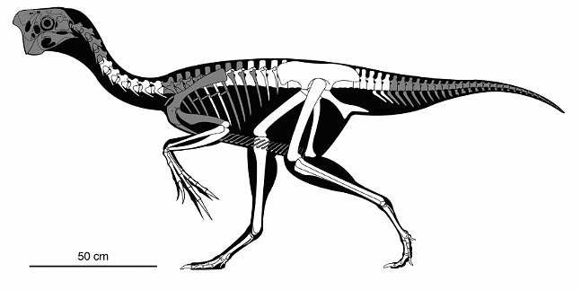 Skeletal reconstruction of the adult oviraptorid showing preserved bones (in white) - ANDREW MCAFEE, CARNEGIE MUSEUM OF NATURAL HISTORY