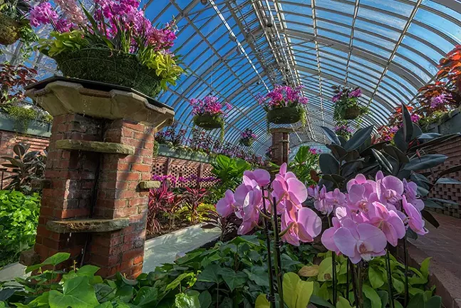 Orchid and Tropical Bonsai Show: A Splash of Brilliance at Phipps Conservatory and Botanical Gardens - PHOTO: PAUL G. WIEGMAN