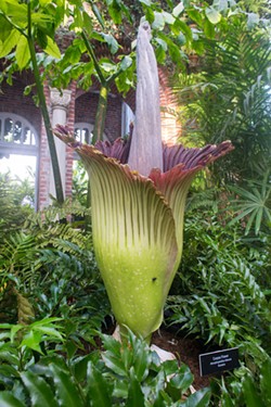 The corpse flower - PHOTO COURTESY OF PHIPPS CONSERVATORY