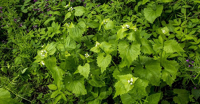 Garlic Mustard, one of the plants included in the Wild Edibles Hike with Pittsburgh Parks - PHOTO: WIHA3