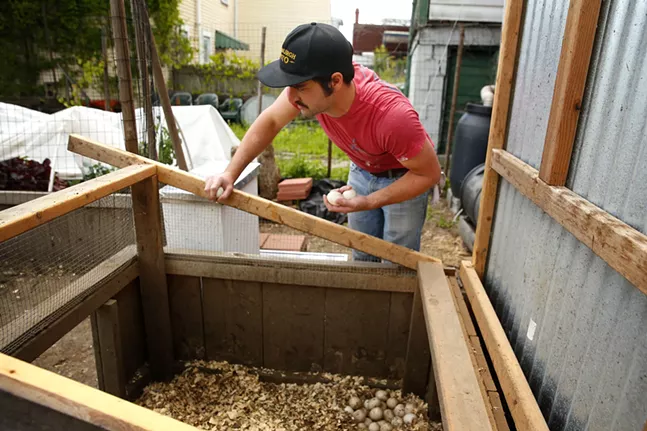 Ben checks on the duck eggs before removing some to give away to neighbors. - CP PHOTO: JARED WICKERHAM