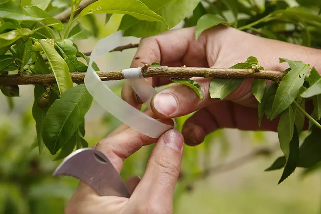 Ben shows how he grafts his fruit trees.  - CP Photo: JARED WICKERHAM