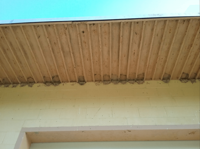 Marks show where the nests were removed from the Pennsylvania Game Commission Building. Taken on July 8, 2021. - PHOTO: KIM SPRINGER
