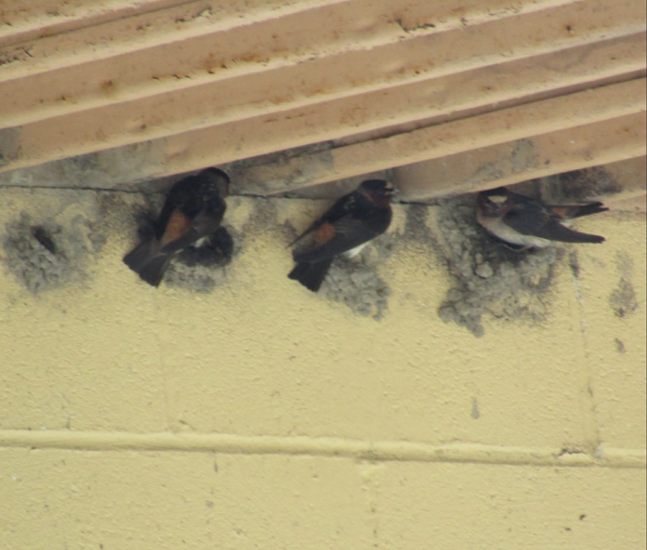 Cliff Swallows building nests on the Mercer County PGC maintenance building. Taken on July 3, 2021. - PHOTO: KIM SPRINGER