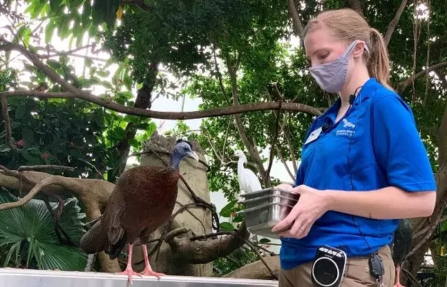 Gus the great argus pheasant waits to be fed during the Tropical Rainforest Feeding. A snowy egret perches in the background. - CP PHOTO: KIMBERLY ROONEY