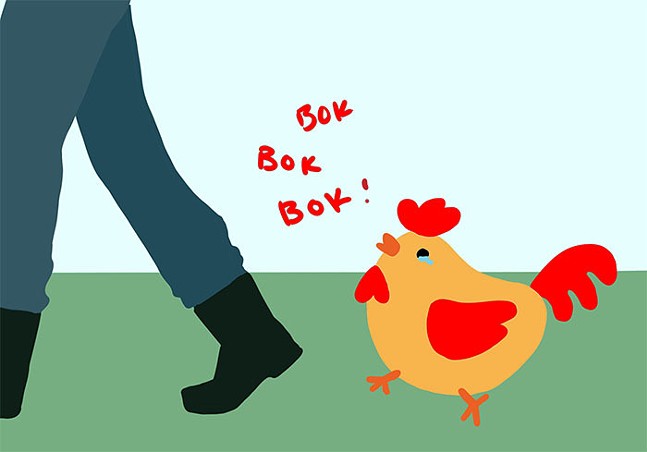 Nebby post alert: Lost chicken won’t leave a neighbor’s yard in Homewood (2)