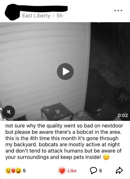 Nebby post alert: Bobcat spotted in East Liberty