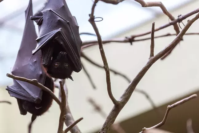 Malayan Flying Foxes, part of Tropical Paradise at the National Aviary - PHOTO: COURTESY OF THE NATIONAL AVIARY