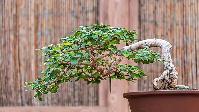 Orchid and Tropical Bonsai Show: An Ocean of Color at the Phipps - PHOTO: PHIL JOHNSON II AND PAUL G. WIEGMAN