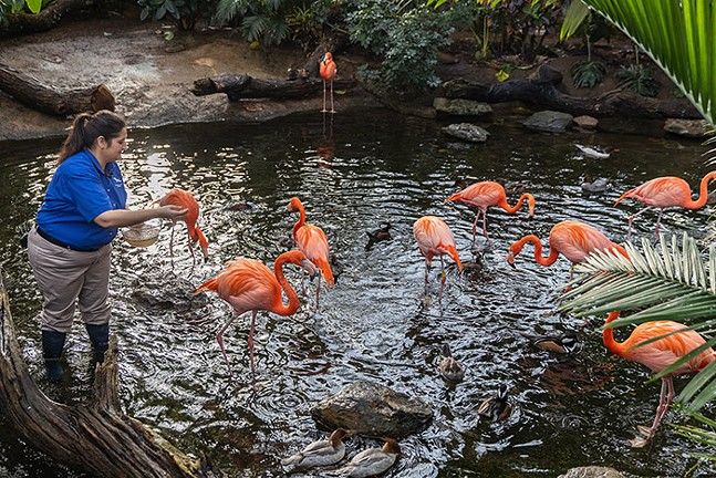 Flamingos no Aviário Nacional - Foto: Adam Wilson