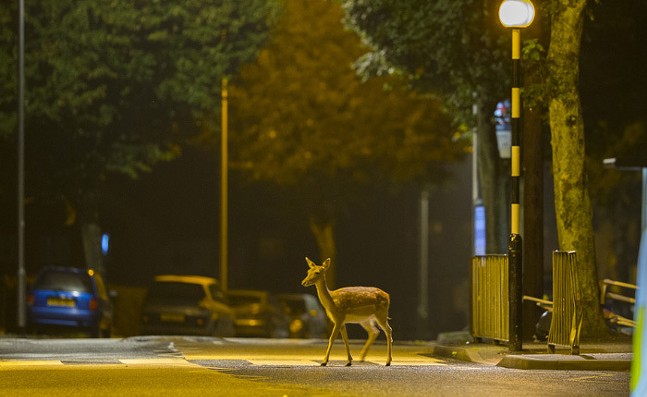 Help Pittsburgh collect data on urban wildlife encounters (2)