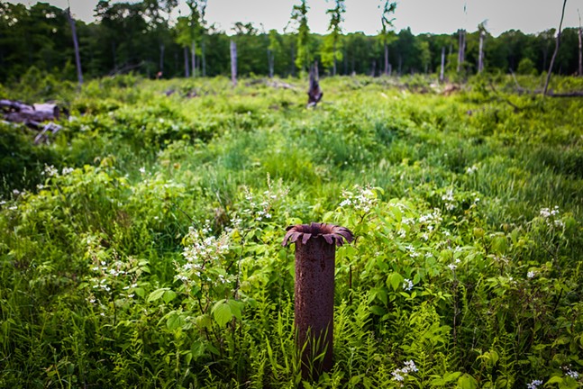 An abandoned oil well pipe stands in the Allegheny National Forest near Marienville, Pa. - PHOTO: CHRIS GOODNEY/BLOOMBERG VIA GETTY IMAGES