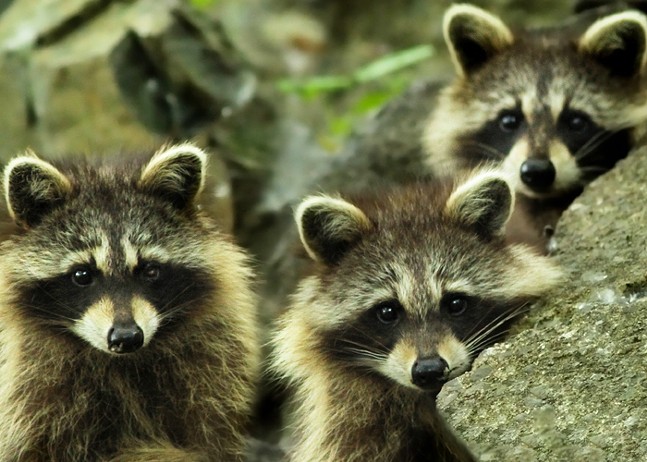 Allegheny County to disperse "waxy, green" treats as part of raccoon vaccination program (2)