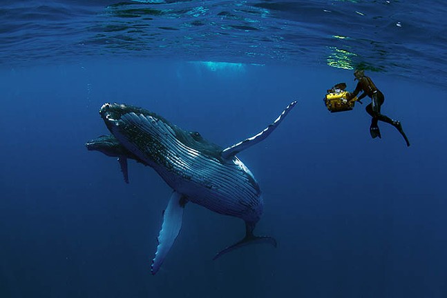 A person takes an underwater picture of a humpback whale