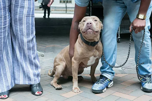 Pit bull King is on the mend after being shot by police officers on March 10. - CP PHOTO BY JOHN COLOMBO