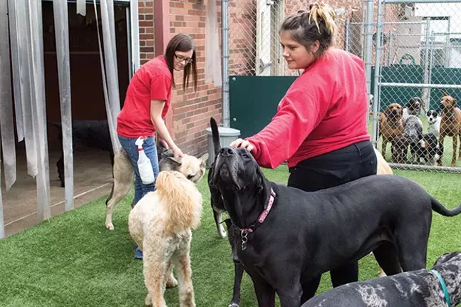 bow wow doggie day care