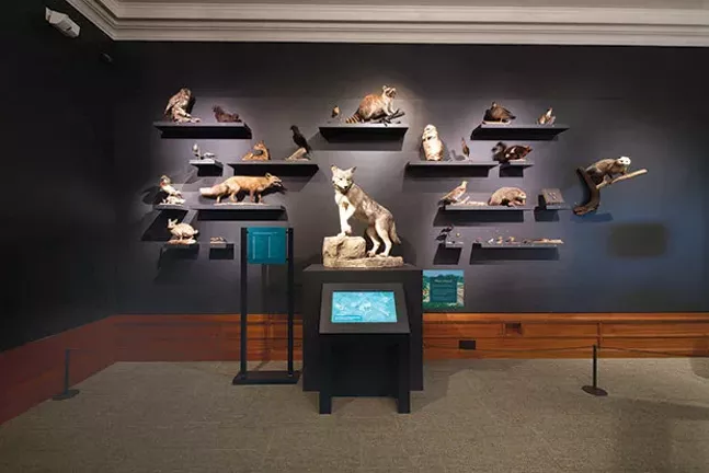 Taxidermied urban critters help illustrate We Are Nature at the Carnegie Museum of Natural History. - PHOTO COURTESY OF JOSHUA FRANZOS