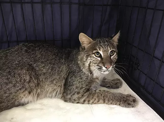 The nautical bobcat of the Gateway Clipper - PHOTO COURTESY OF JILL ARGALL, HUMANE ANIMAL RESCUE’S WILDLIFE CENTER DIRECTOR