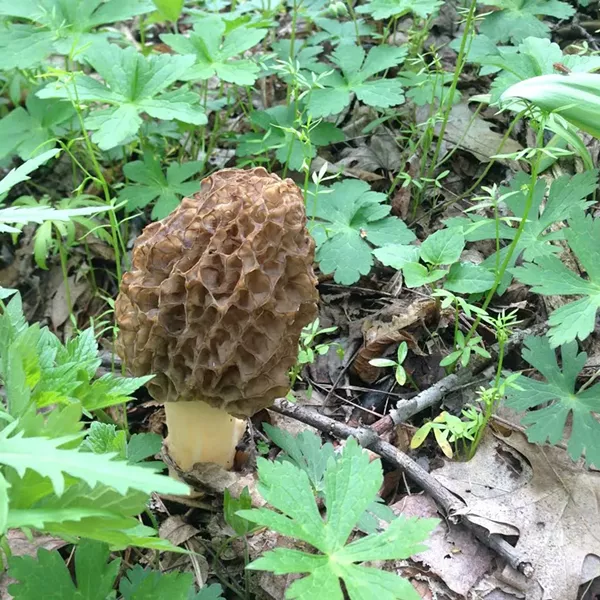 A spring morel grows from the forest floor. - CP PHOTO BY CELINE ROBERTS