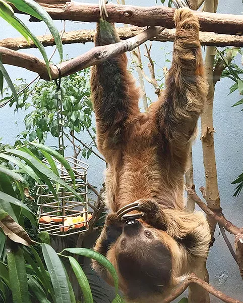 Hang in there: one of the National Aviary’s fan-favorite sloths - CP PHOTO BY LISA CUNNINGHAM