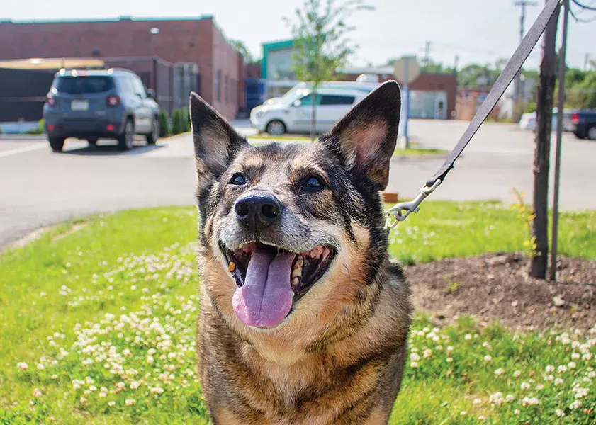 A rescue dog at Humane Animal Rescue - CP PHOTO BY ANNIE BREWER