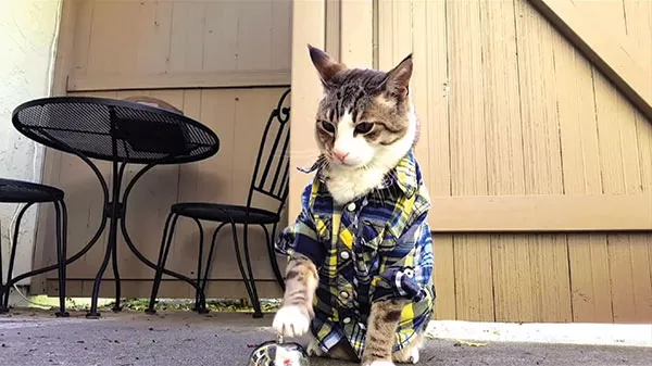 “My Cat, Pecan the Nut, Rings Bell for Treats: Pavlov’s Kitty!,” by watergirlmv