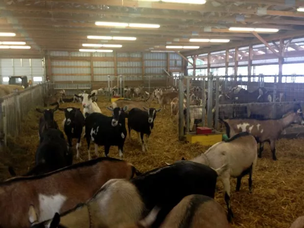 Goatfriends: Goats galore - CP PHOTO BY CELINE ROBERTS