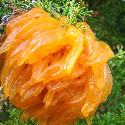 Watch out for cedar apple rust, the creepy orange fungus that could damage Pittsburgh trees