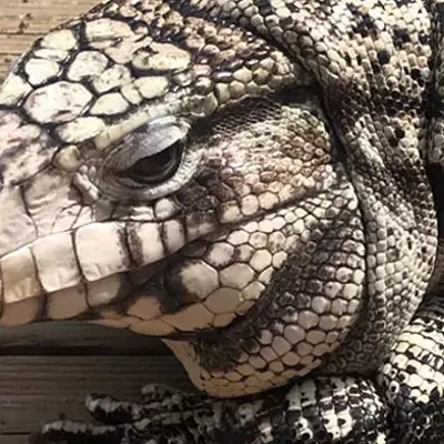 Stay Weird, Pittsburgh: Goodbye to Heinz, the lizard that came to Gooski's, and more