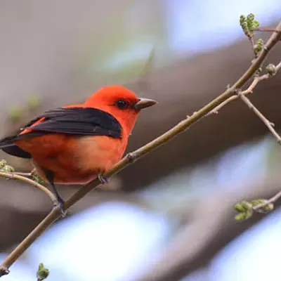 Small red bird with black wings on a branch