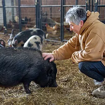 Angel Eyes Farm adopts out pigs, turkeys and chickens