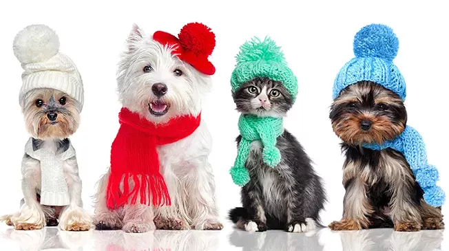 Help your furry friend withstand Pittsburgh winters with advice from these three local pet suppliers - Vimarsana News