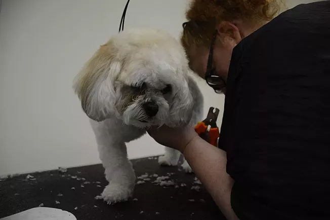 Dog Grooming | Pittsburgh | Slideshows | Pittsburgh City Paper