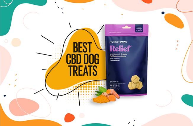 Best Organic CBD Treats For Dogs: Options For Pain & Anxiety