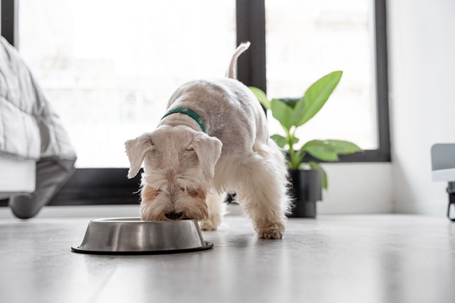 Best CBD Oil For Dogs In 2023: Top Brands To Buy Online