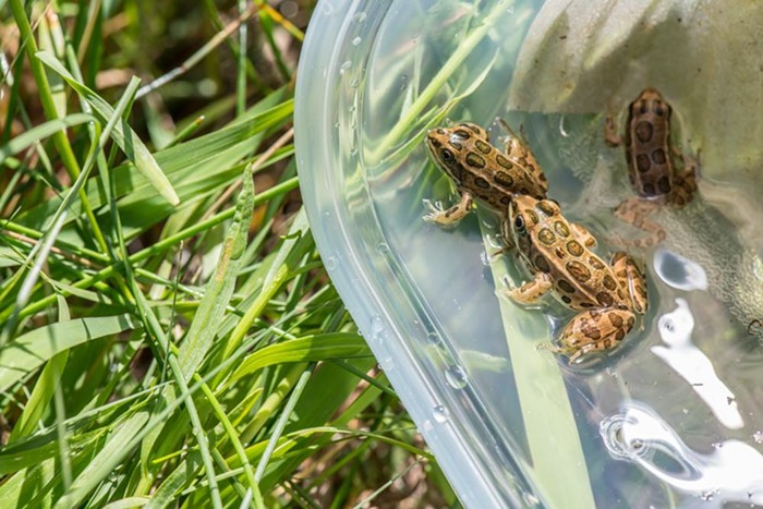 Good Morning, News: Portland City Council Candidates Emerge, The Return of the Mighty Bike Bus, and LOTS ABOUT REPTILES - Vimarsana News