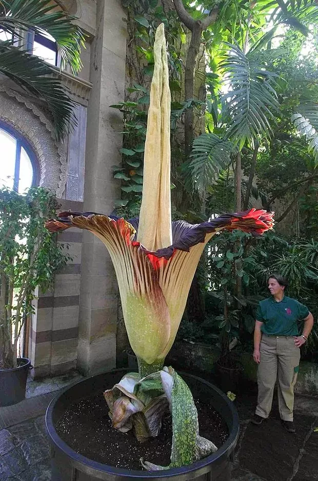 corpseflower.jpg