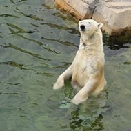 St. Louis Zoo Isn't Alone in Eyeing Kali the Orphaned Polar Bear for New Exhibit