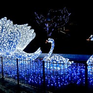 Does Saint Louis Zoo Have the Best Zoo Lights in the Country? | Arts Blog