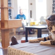 10 Times Mauhaus Cat Cafe Was the Cutest Thing on the Internet
