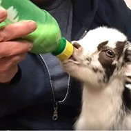 Humane Society Now Offering On-Demand Baby Goat Delivery