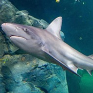 Holy Shit St. Louis, It's Fucking Shark Week at the Aquarium