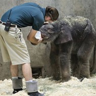 RIP Avi: Baby Elephant Dies After 27 Days in Saint Louis Zoo