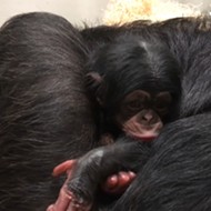 VIDEO: A Baby Chimp Was Just Born at the St. Louis Zoo and We Are in Love