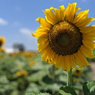 Eckert's Farm In Belleville Is Letting You Drink, Surrounded By Sunflowers