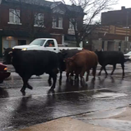 There Are Cows Running Wild In North St. Louis Right Now
